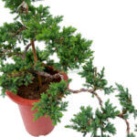 Bonsai