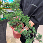 Bonsai