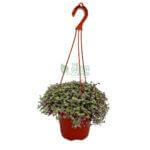 Callisia Repens Pink Lady