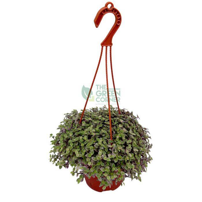 Callisia Repens Pink Lady