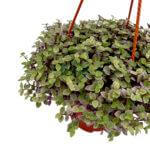 Callisia Repens Pink Lady