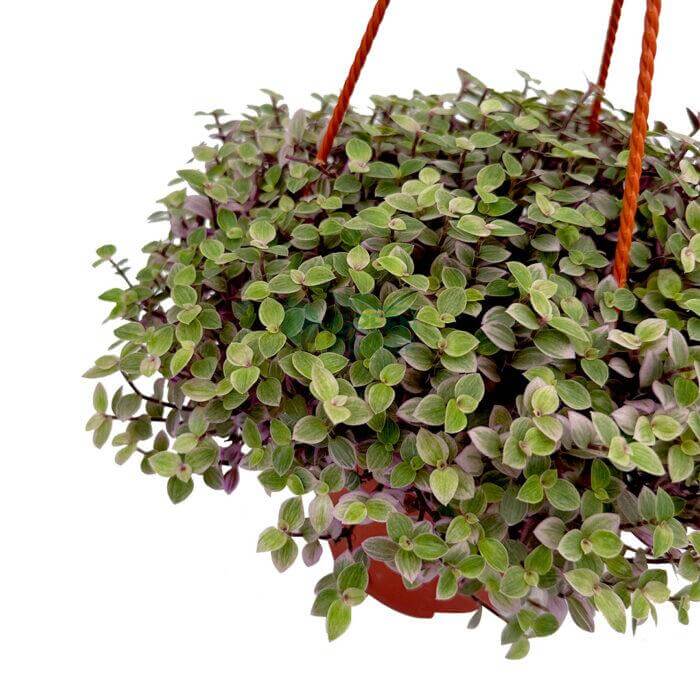 Callisia Repens Pink Lady