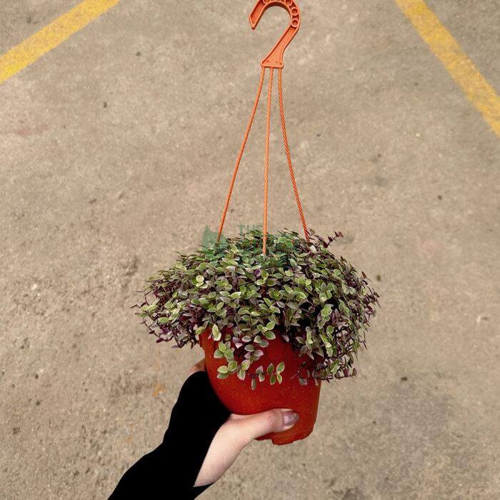 Callisia Repens Pink Lady