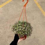 Callisia Repens Pink Lady