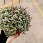 Callisia Repens Pink Lady