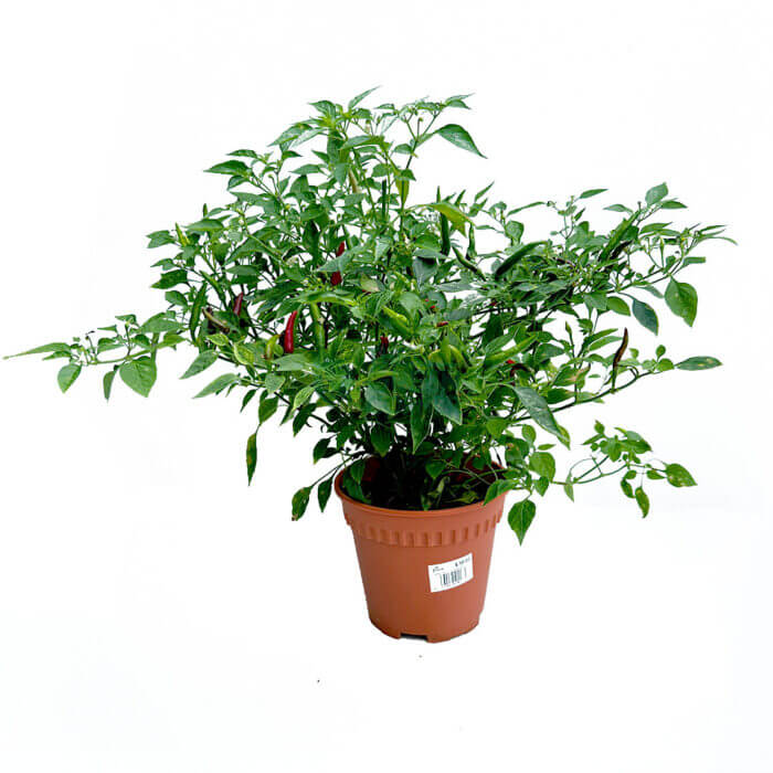 Chili Padi Plant