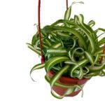 Chlorophytum comosum Bonnie Curly Spider