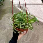Chlorophytum comosum Bonnie Curly Spider