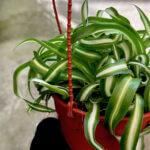 Chlorophytum comosum Bonnie Curly Spider