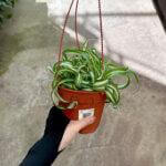 Chlorophytum comosum Bonnie Curly Spider