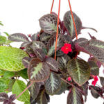 Episcia