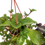 Episcia