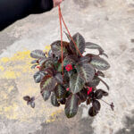 Episcia