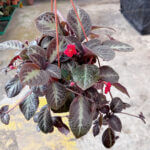 Episcia