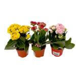 Kalanchoe