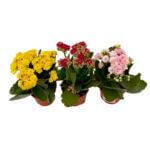 Kalanchoe