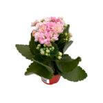 Kalanchoe