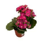 Kalanchoe