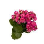 Kalanchoe
