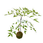 Nandina Domestica Kokedame