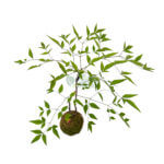 Nandina Domestica Kokedame