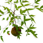 Nandina Domestica Kokedame