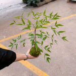 Nandina Domestica Kokedame