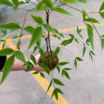 Nandina Domestica Kokedame