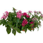 Pentas lanceolata Carnea