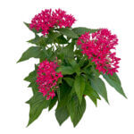 Pentas lanceolata Carnea