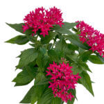 Pentas lanceolata Carnea