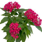 Pentas lanceolata Carnea