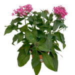 Pentas lanceolata Carnea