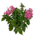 Pentas lanceolata Carnea