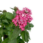 Pentas lanceolata Carnea