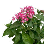 Pentas lanceolata Carnea