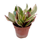 Peperomia Clusiifolia Jelly
