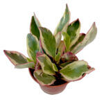 Peperomia Clusiifolia Jelly