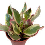 Peperomia Clusiifolia Jelly