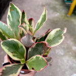 Peperomia Clusiifolia Jelly