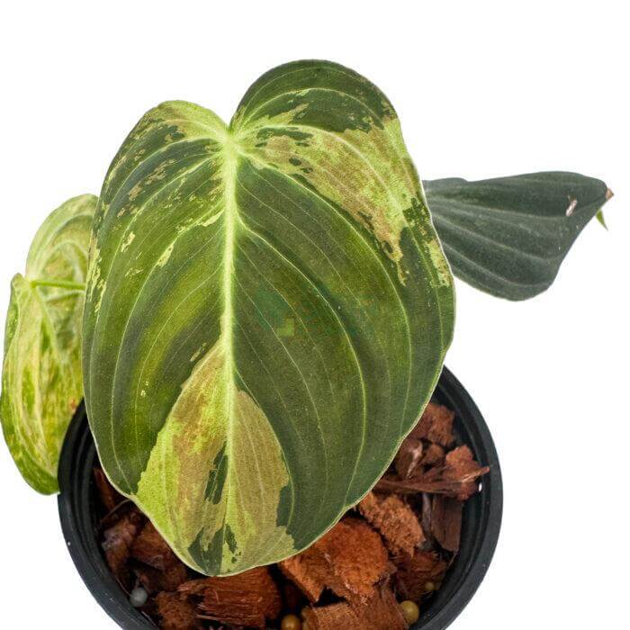 Philodendron Melanochrysum Variegated