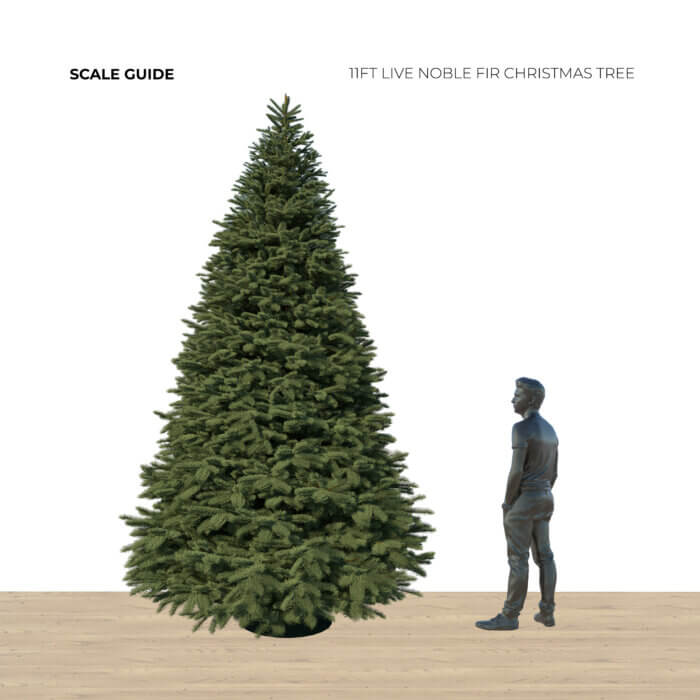 11ft Noble Fir - Premium Grade Live Christmas Trees from USA (Includes Loan of Tree Stand) - Image 2