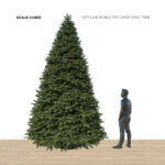 12ft Noble Fir - Premium Grade Live Christmas Trees from USA (Includes Loan of Tree Stand) - Image 2