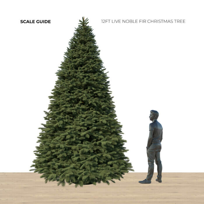 12ft Noble Fir - Premium Grade Live Christmas Trees from USA (Includes Loan of Tree Stand) - Image 2