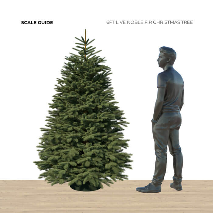 6ft Noble Fir - Premium Grade Live Christmas Trees from USA (Includes Loan of Tree Stand) - Image 2