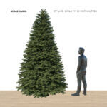 9ft Noble Fir - Premium Grade Live Christmas Trees from USA (Includes Loan of Tree Stand) - Image 2