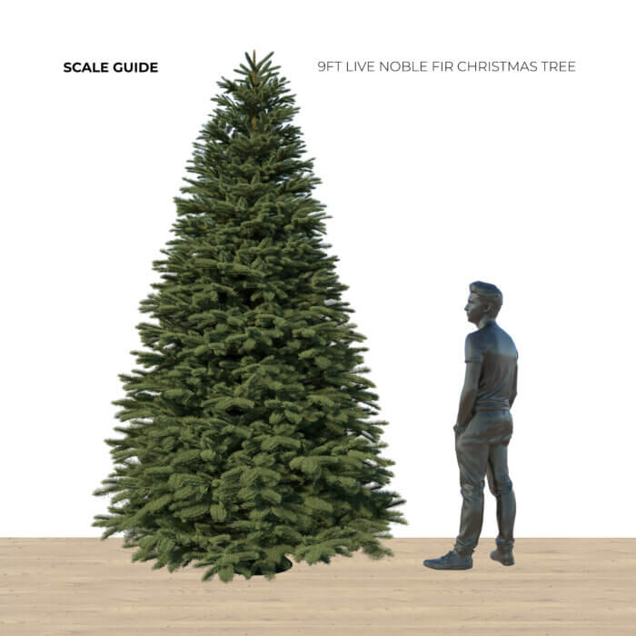 9ft Noble Fir - Premium Grade Live Christmas Trees from USA (Includes Loan of Tree Stand) - Image 2