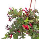 Aeschynanthus Radicans Lipstick Pink - Image 3