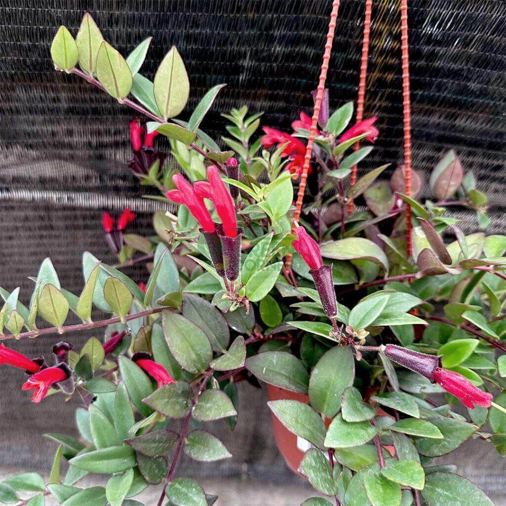 Ways to Add Office Plants into Your Home