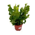 Asplenium Crispy Wave